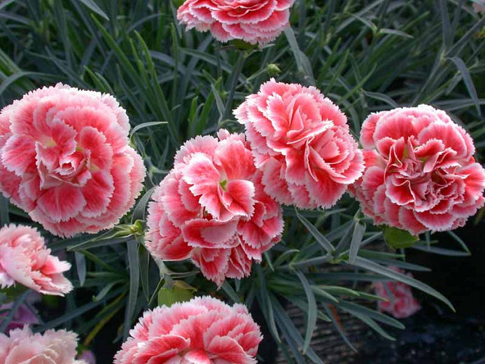 Quart Pot/10 Count Flat: Dianthus Sf 'Coral Reef' Pp19660. Pinks. 1.5" Rich, Coral Colored, Fragrant Blossoms with Delicate Light Pink To White Edges