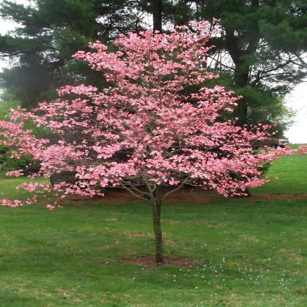 Cherokee Brave Dogwood Tree- Gorgeous Rose Red Flowers In Spring, Vibrant Red Berries, Green Leaves Turn Crimson In Fall.