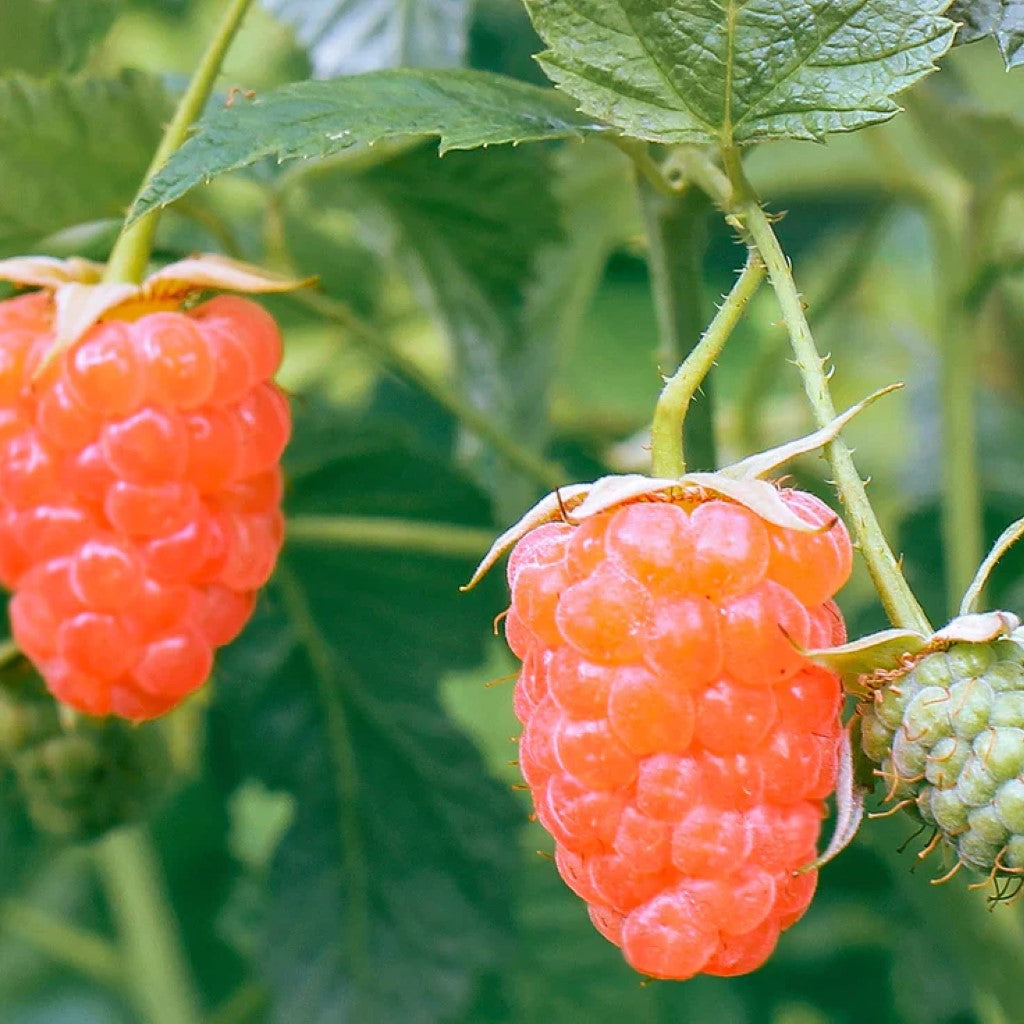 Double Gold Raspberry Plant