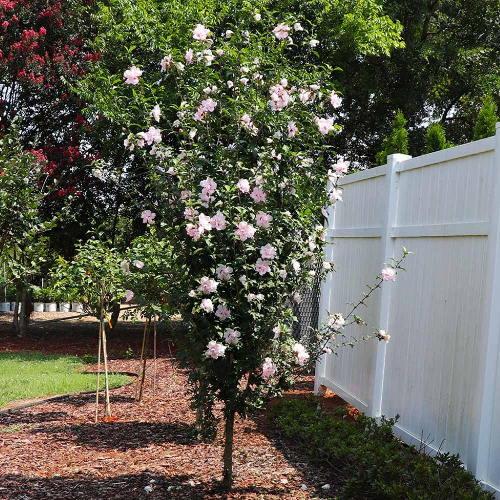 Buy Lady Stanley Althea Double Pink Plants & Trees Online