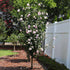 Lady Stanley Althea Double Pink Tree Form