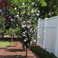 Lady Stanley Althea tree form with double pink Rose of Sharon flowers in bloom