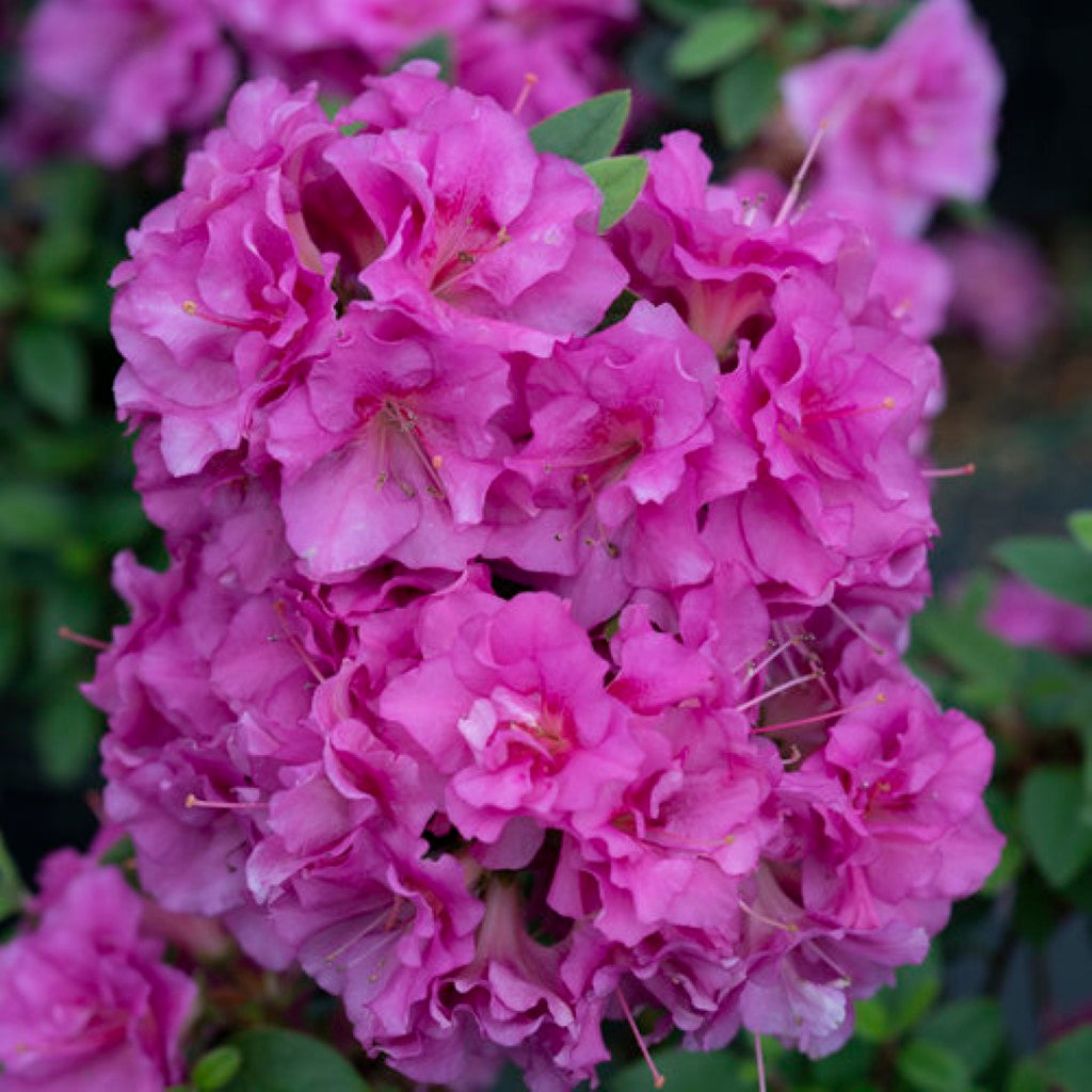 Perfecto Mundo Double Purple Reblooming Azalea