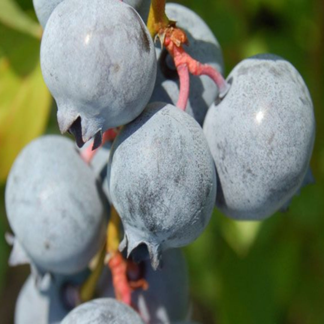Blue Suede Blueberry