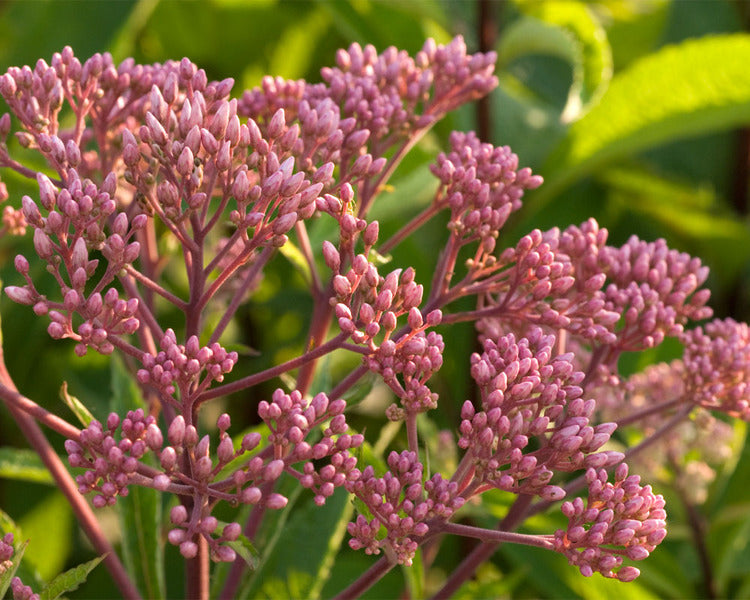 (1 Gallon) Eupatorium Dubium Baby Joe Dwarf Joe Pye Weed Pp20320 - This Variety is a Bushy Upright Mound of Coarse Dark-Green Leaves