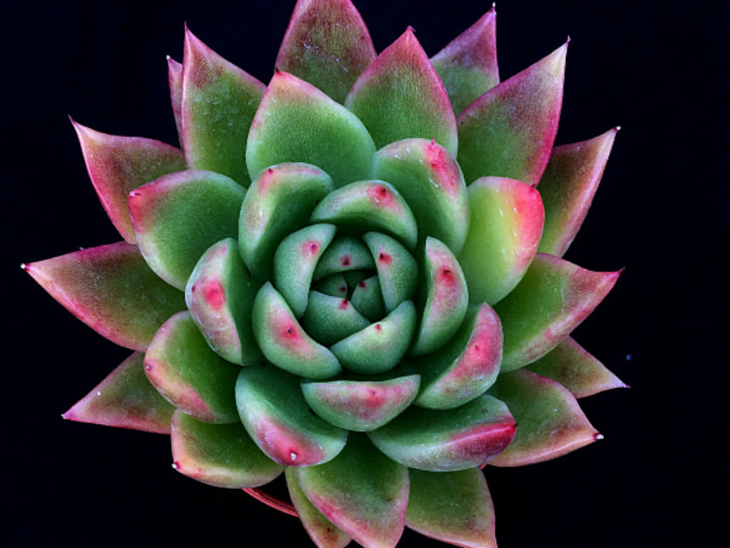 Echeveria Agavoides Miranda