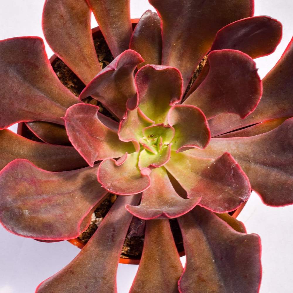 red prince succulent Buy Echeveria Red Prince Plants & Trees Online