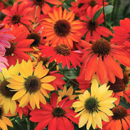 Echinacea &