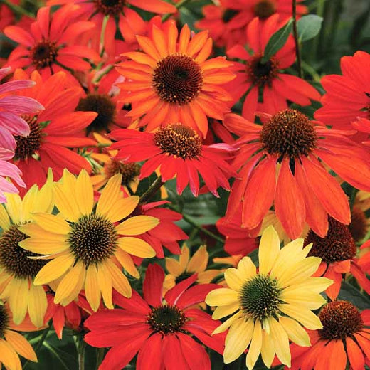 Echinacea 'Cheyenne Spirit' Coneflower