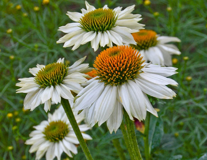 (1 Gallon) Echinacea Purpurea Pow Wow White Coneflower- This Variety of Coneflower Features Pure White Petals Overlapping a Golden-Yellow Cone.