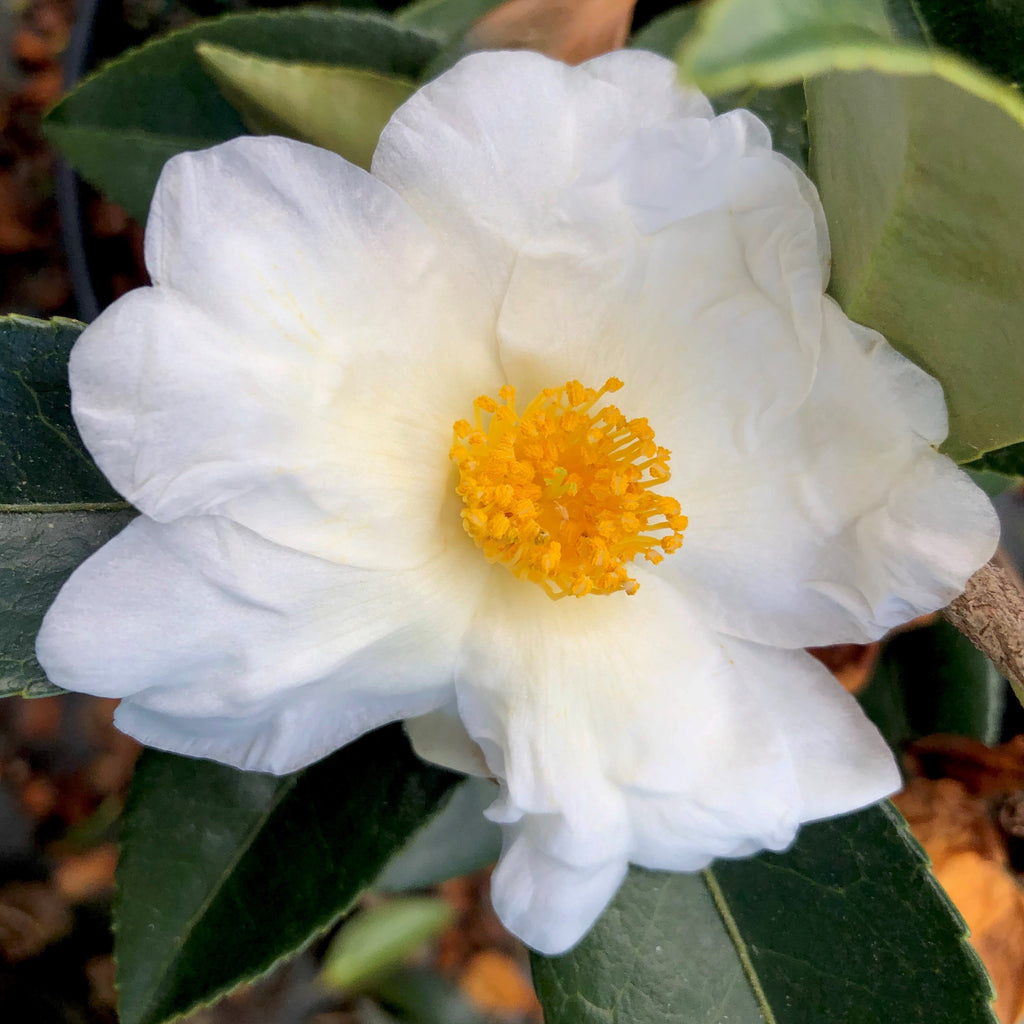 Elaine Lee Camellia-Stunning White, Semi-Double Bloom