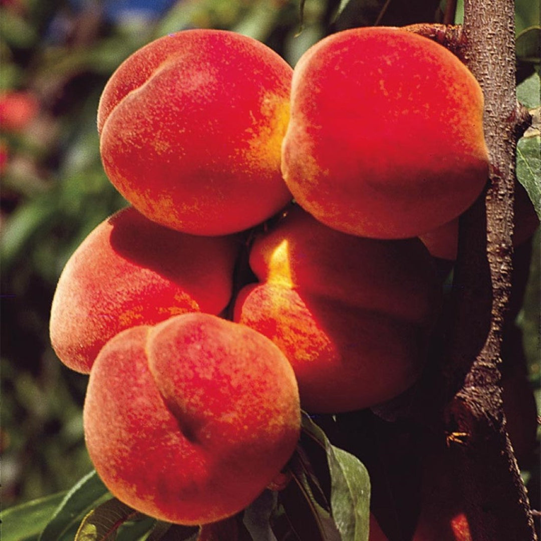 Juicy Elberta peaches hanging on the tree’s limbs
