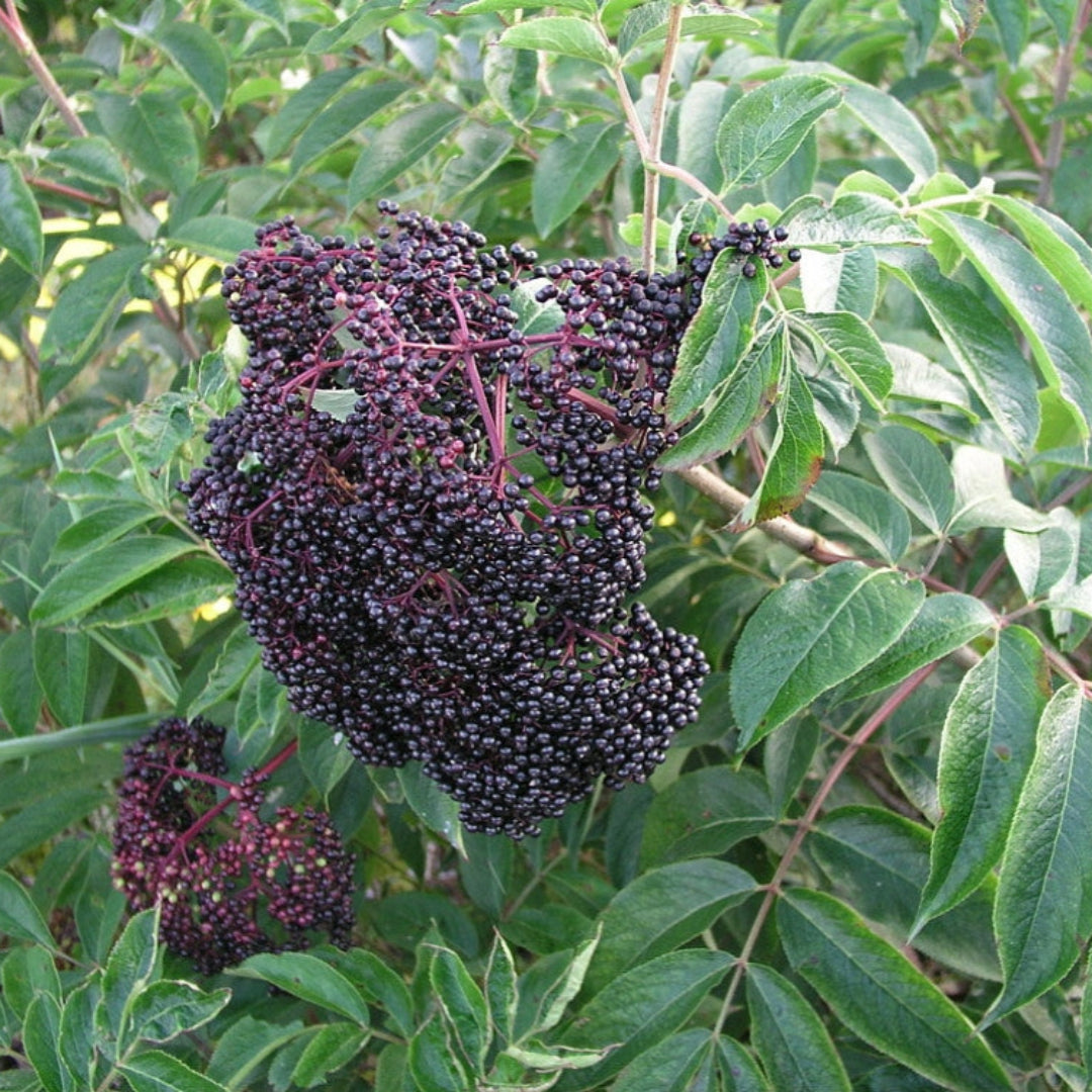 Wyldewood Ranch Elderberry