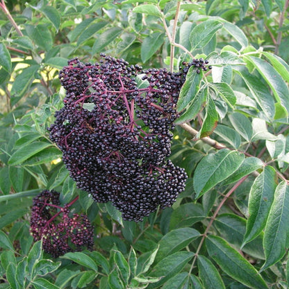 Wyldewood Ranch Elderberry