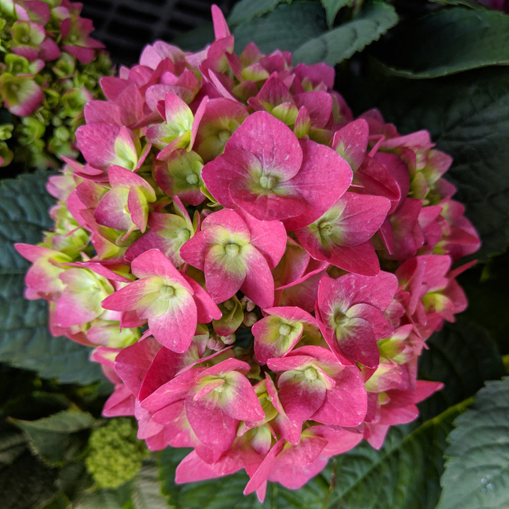 Hydrangea Summer Crush Macrophylla 'Bailmactive' Bright Red Flower Plant
