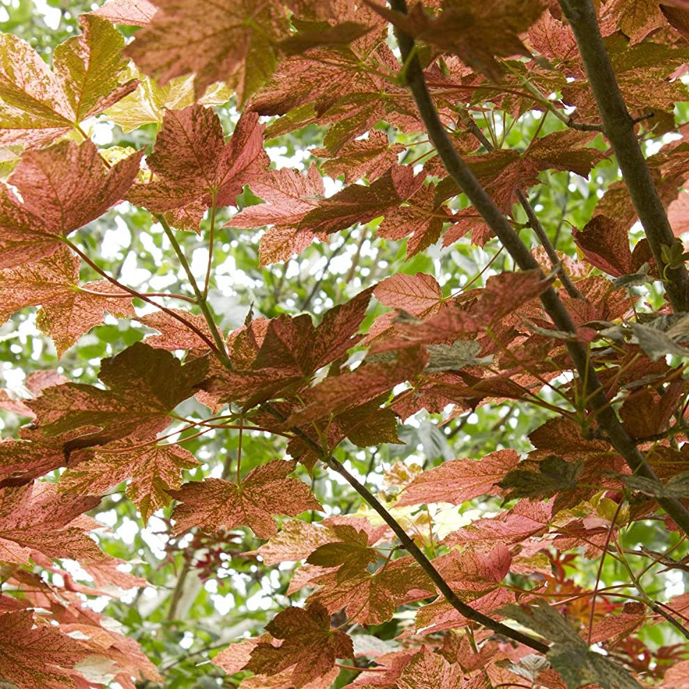 Eskimo Sunset Sycamore Maple