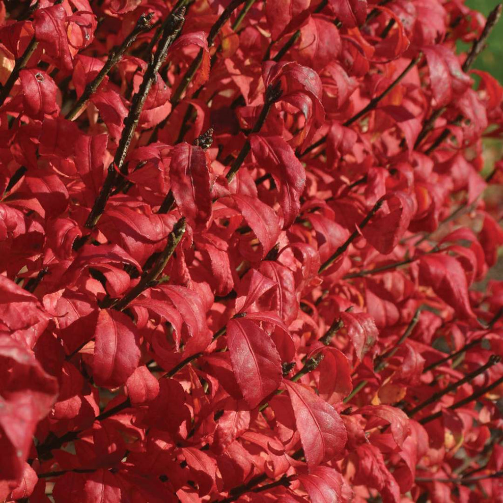 Euonymus Alatus 'Fire Ball- Outstanding Bright Red Fall Foliage with Green Flowers