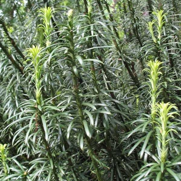 Cephalotaxus Harringtonia Fastigiata