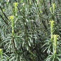 Cephalotaxus Harringtonia Fastigiata