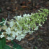 Ellen Huff Oakleaf Hydrangea