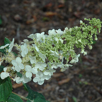 Ellen Huff Oakleaf Hydrangea Shrub Blooming in Summer Garden