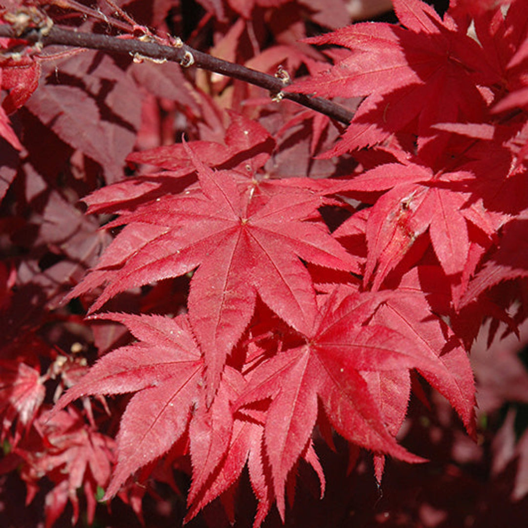 Okagami Japanese Maple