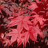 Okagami Japanese Maple