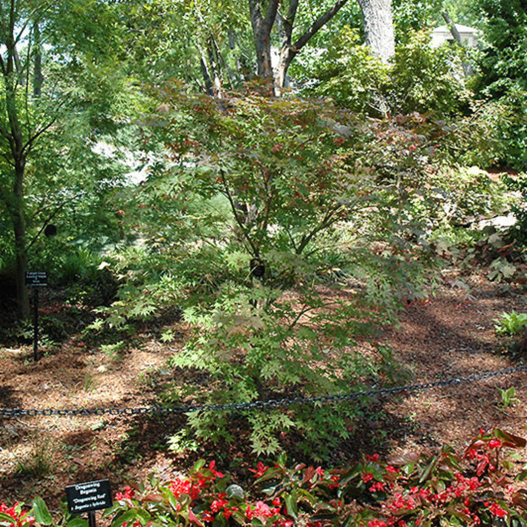 Grandma Ghost Japanese Maple