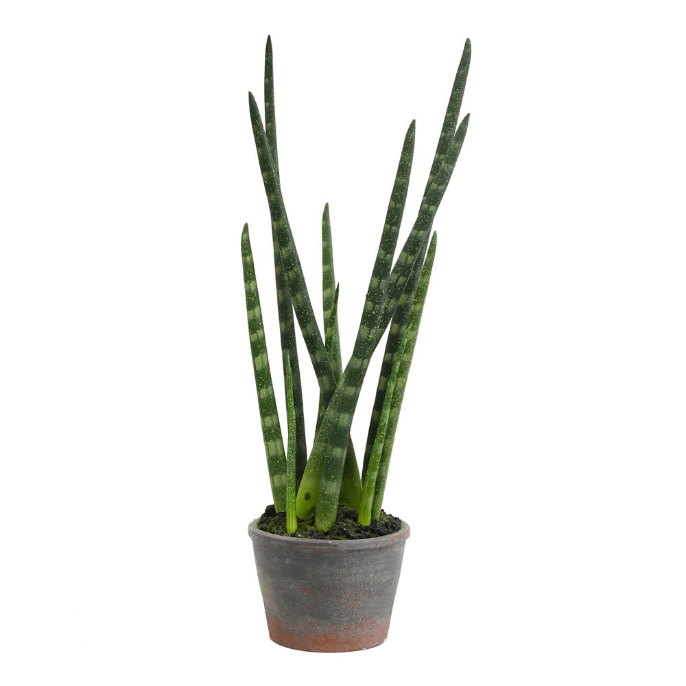 Artificial Plant : Green Tiger Tail Plant in Paper Pot - From World Famous Vickerman Products