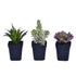 Artificial Plant : Green Potted Succulent Set of 3 - From World Famous Vickerman Products