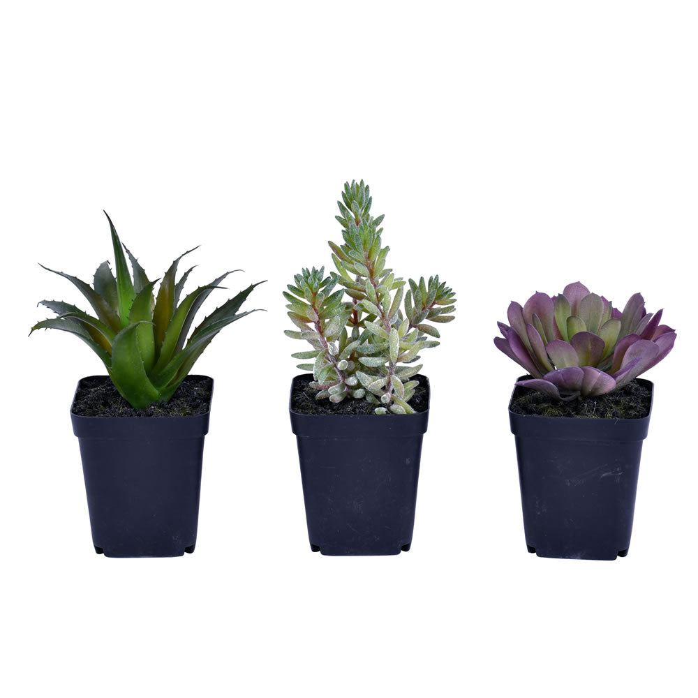 Artificial Plant : Green Potted Succulent Set of 3 - From World Famous Vickerman Products