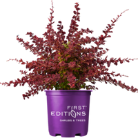 Barberry 'Toscana'
