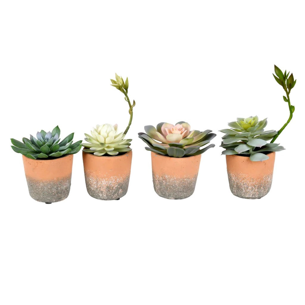 Artificial Plant : Green Succulents in Pot Set of 4 Assorted - From World Famous Vickerman Products