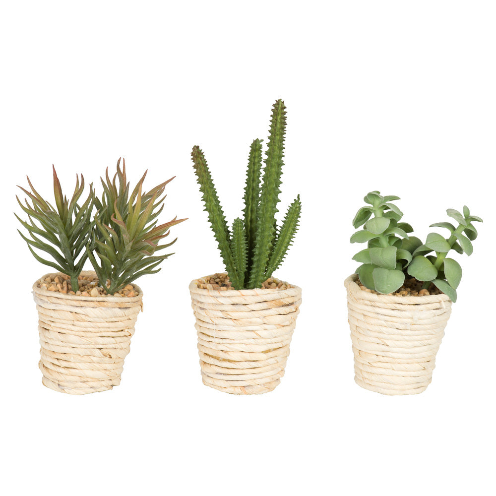 Artificial Plant : Potted Succulent Cactus Assorted  Set of 3- From World Famous Vickerman Products