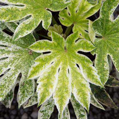 Fatsia &