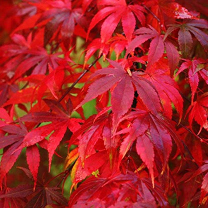 Fireglow Japanese Maple tree with bright red foliage