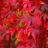 Fireglow Japanese Maple tree with bright red foliage