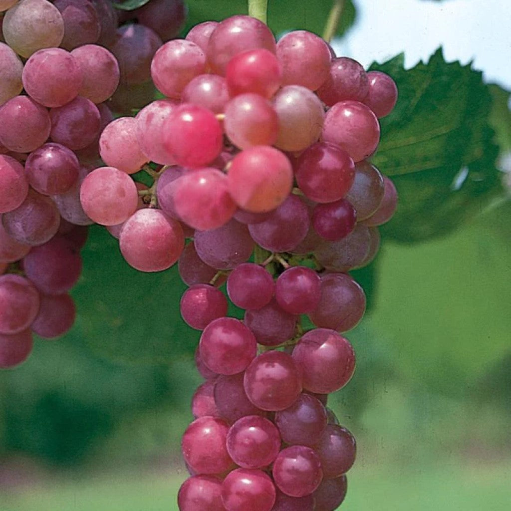 Flame Red Seedless Grape Vine buy online plants and trees at pixies Gardens.