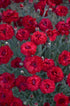 (1 Gallon) Dianthus Fruit Punch &