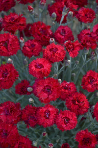 (1 Gallon) Dianthus Fruit Punch 'Maraschino' Pp27882 Pink Proven Winners