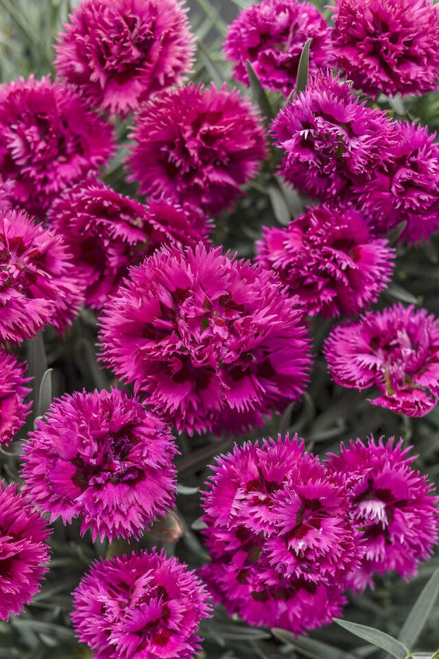 1 Gallon Pot: Dianthus Fruit Punch 'Black Cherry Frost' Pp28605 Pinks Proven Winners