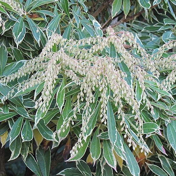 (1 Gallon) Variegated Pieris- Elegant Creamy-White-Edged Foliage Tops The List of Charming Traits For This Shrub