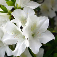  GG Gerbing evergreen azalea shrub covered in large white spring flowers