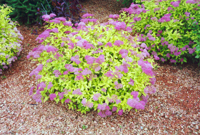 Buy Goldmound Spirea Plants & Trees | Pixies Gardens