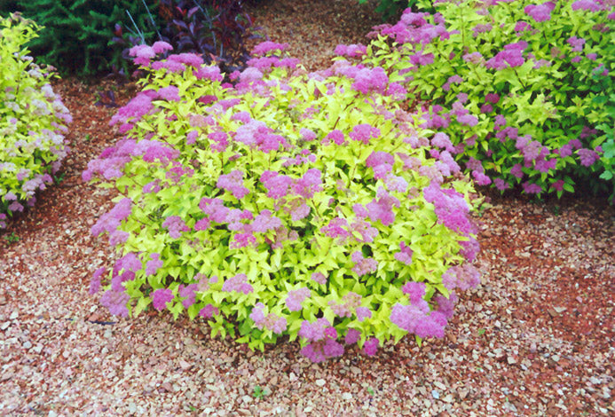 Goldmound Spirea- Pink Flowers, Golden Spring Foliage, Small, Compact Shrub