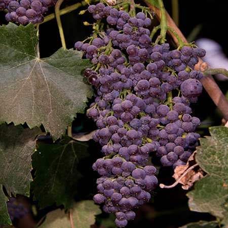 3 (Gallon) Chamapanel Grape Vine Shrub - Black Grapes, Excellent Vartiety For Wine and Juices