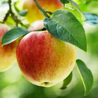 Gala apple tree producing sweet crisp apples