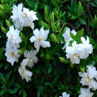 Gardenia Radicans dwarf gardenia shrub with glossy green leaves