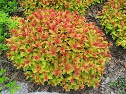 (1 Gallon) Gold Flame Spirea,Shrub Features Attractive Bronze-Tinged New Growth In Spring, Maturing To Soft Yellow-Green