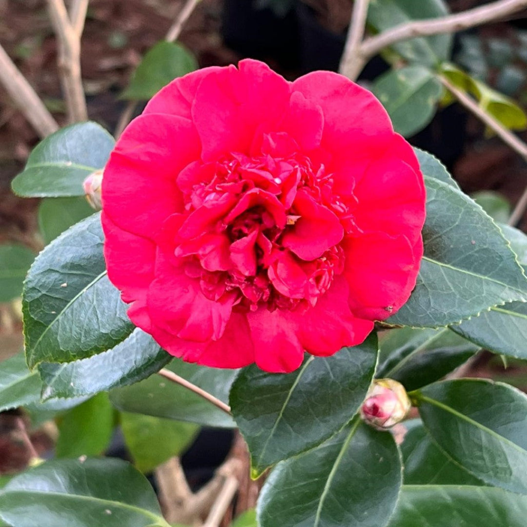 Camellia Governor Mouton
